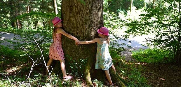 Bosques terapéuticos para una «conexión íntima» con la naturaleza